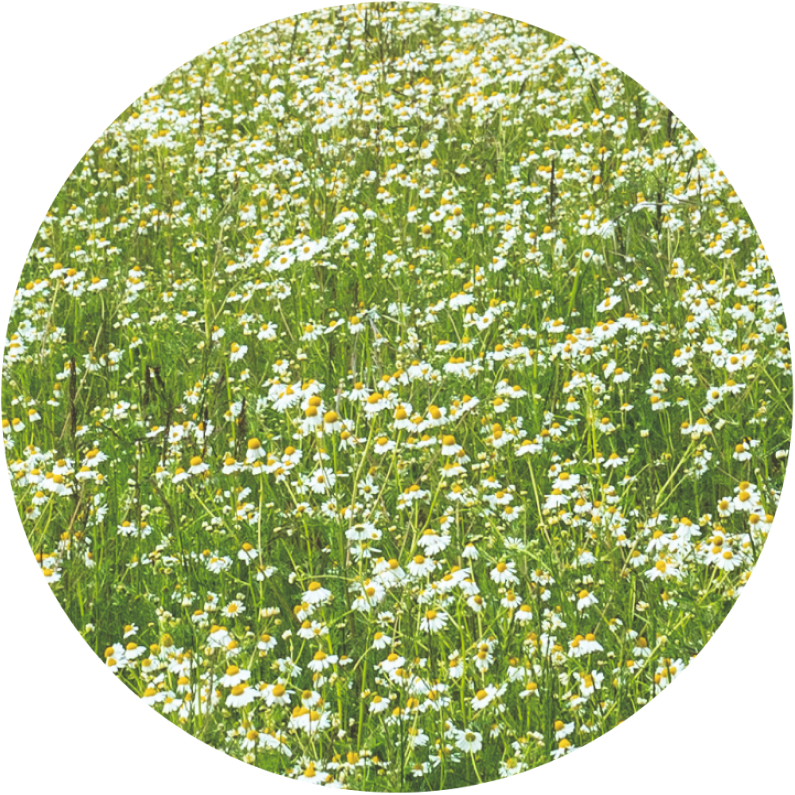 blomster på plenen